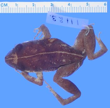 Media type: image; Herpetology A-11123